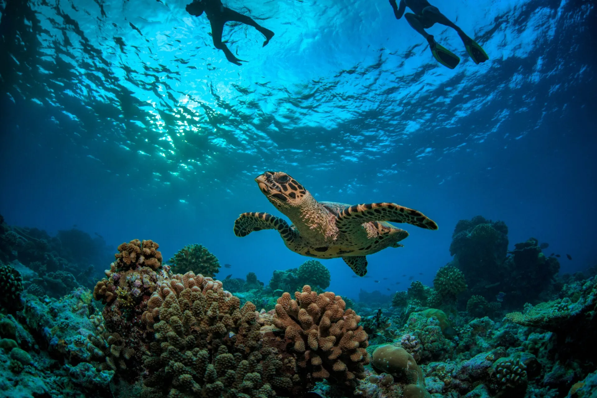 Coral reef with turtle underwater in Indian ocean