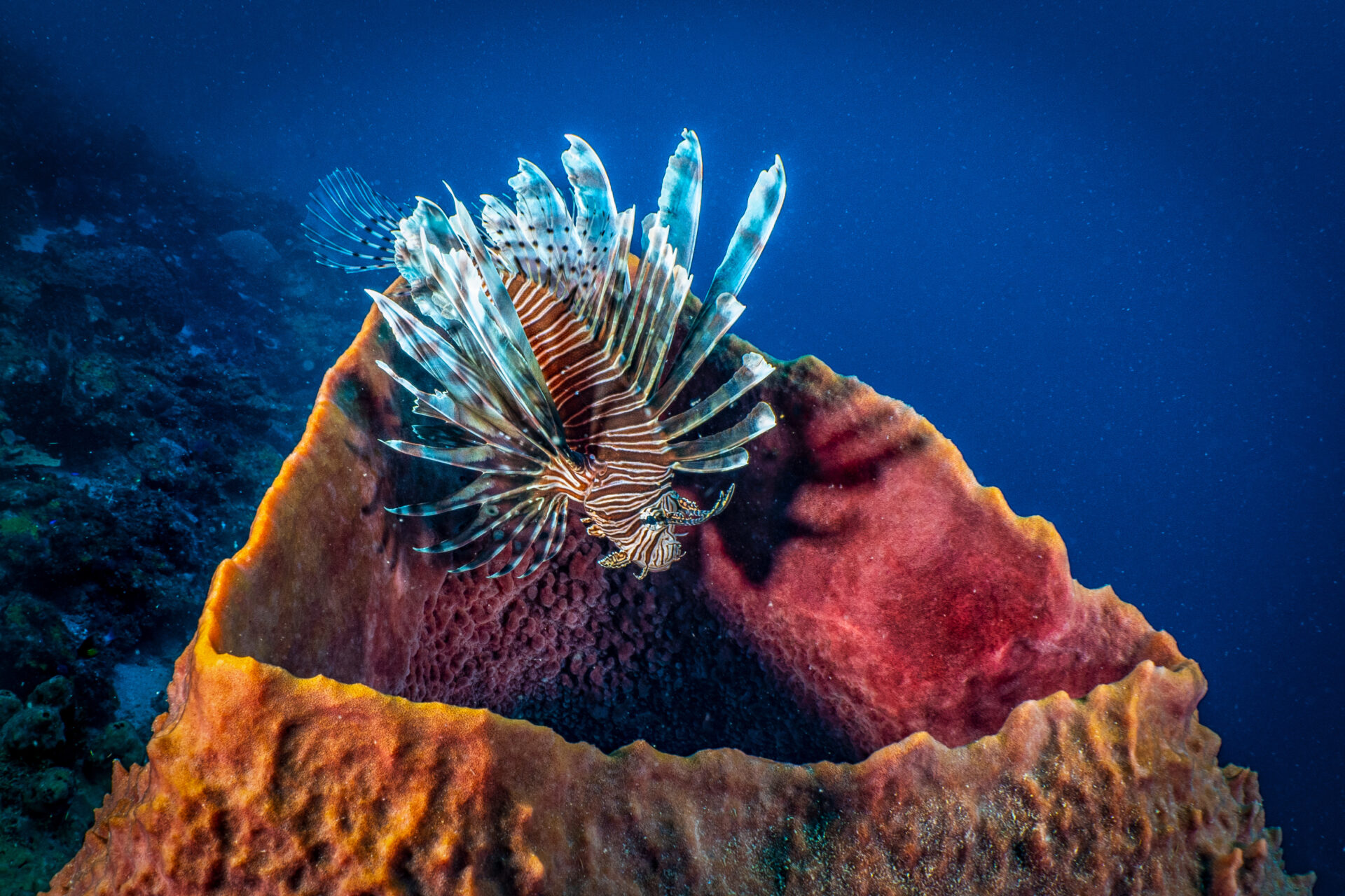 (C)CristinaMittermeier_Caribbean_201812_348-Edit-Edit