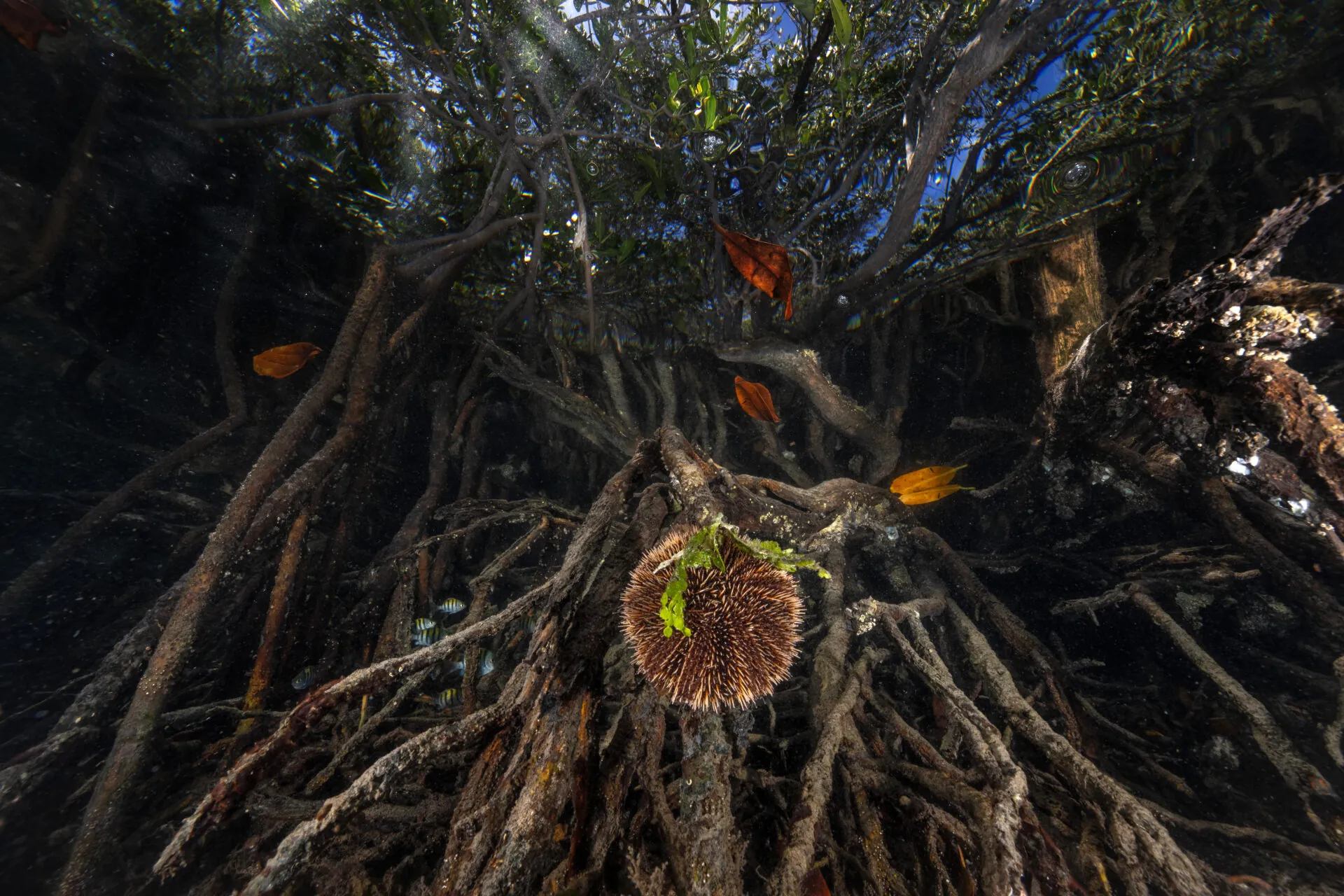 ©Cristina Mittermeier