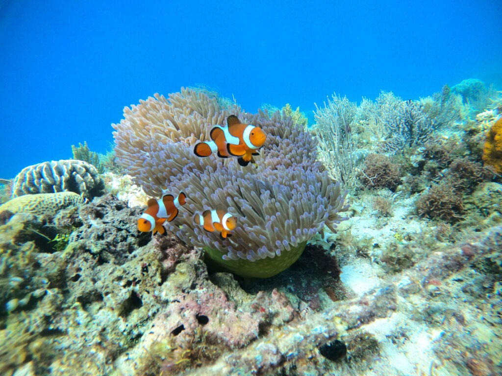 Clownfish and coral
