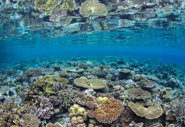 Coral gardens in Indonesia.