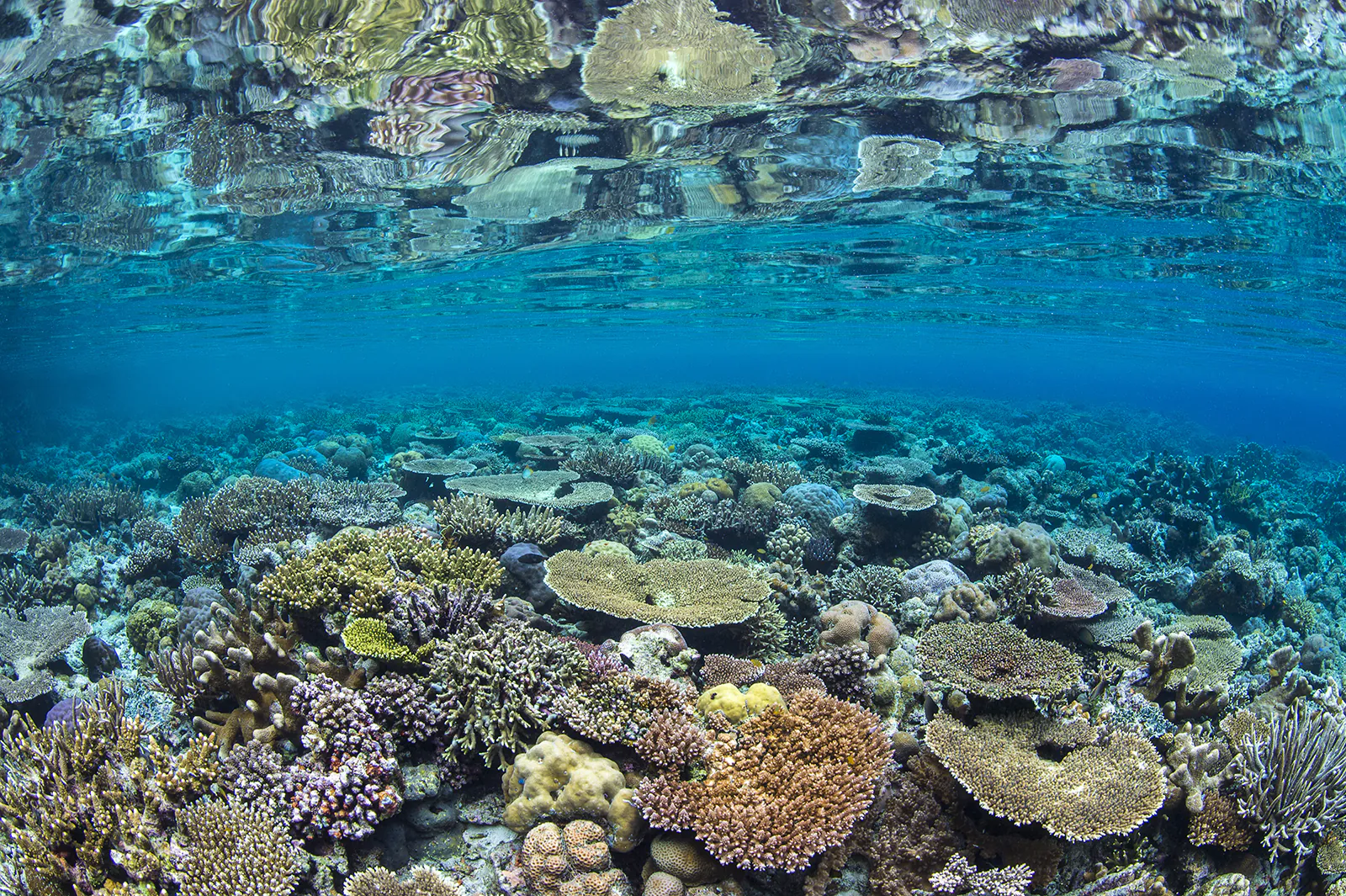 Coral gardens in Indonesia.