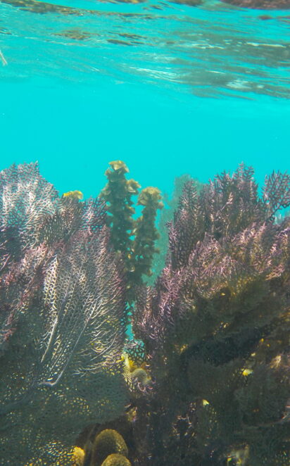 Fan_Corals_Belize_Barrier_Reef