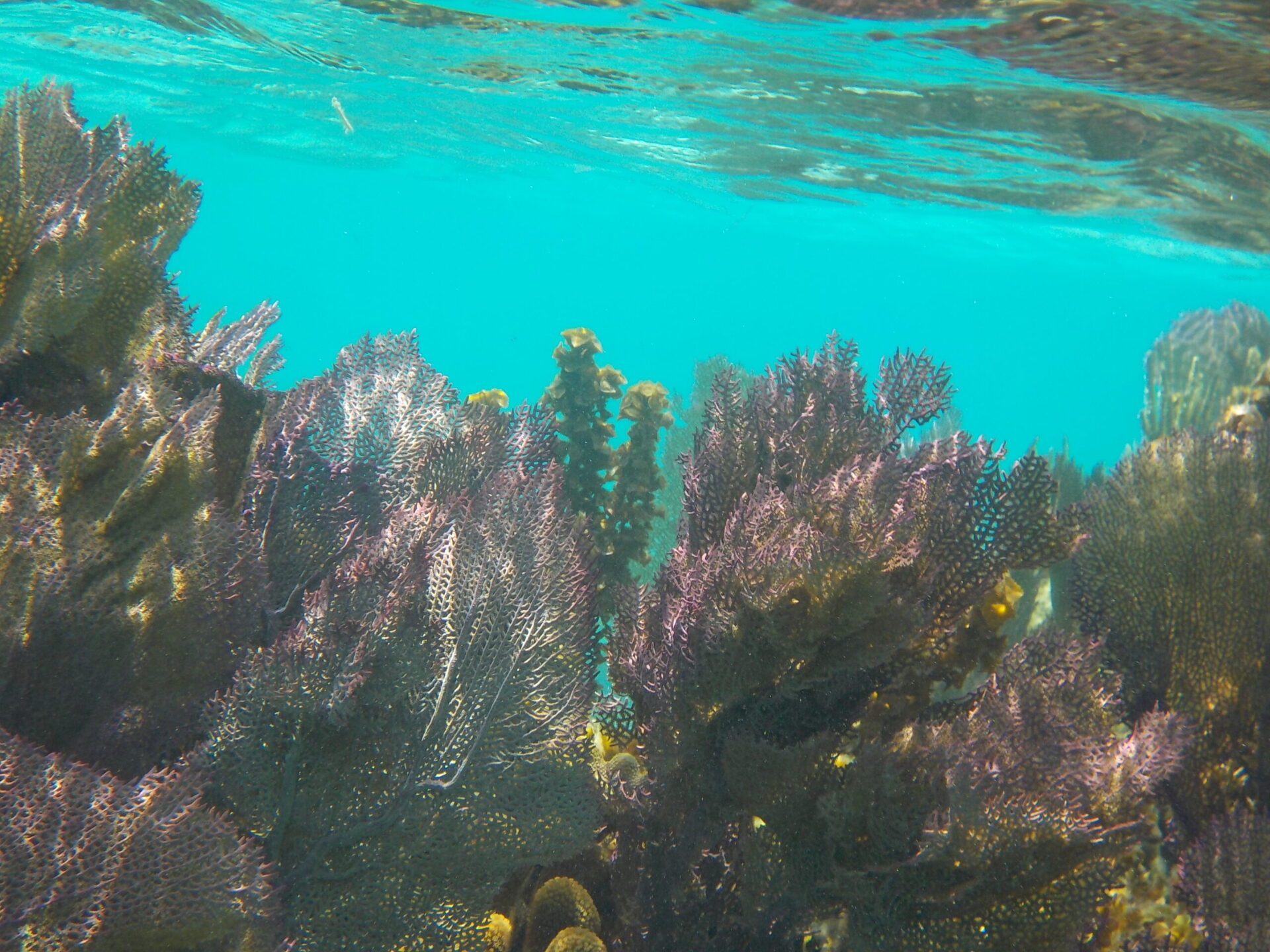 Fan_Corals_Belize_Barrier_Reef
