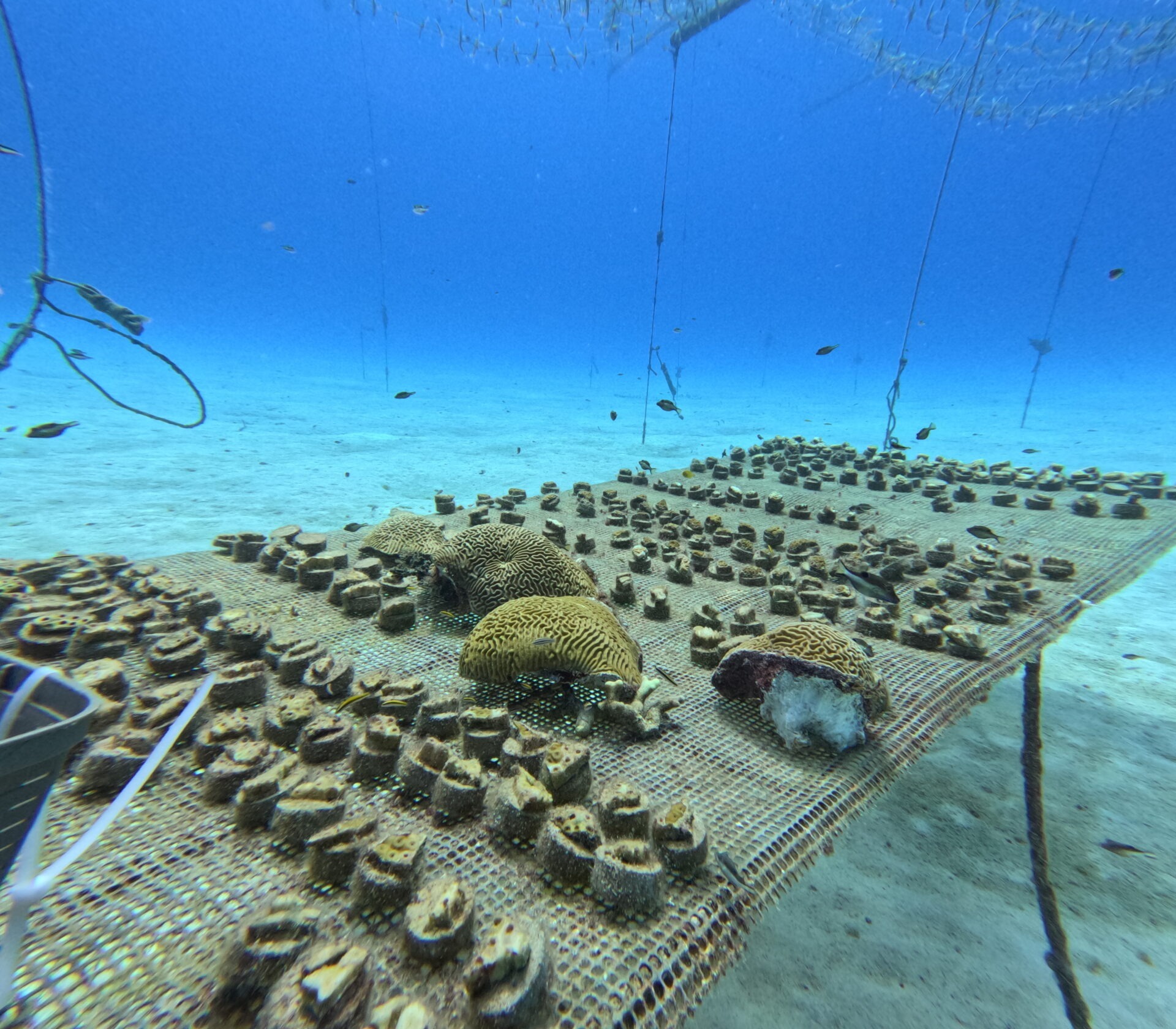 Coral conservation
