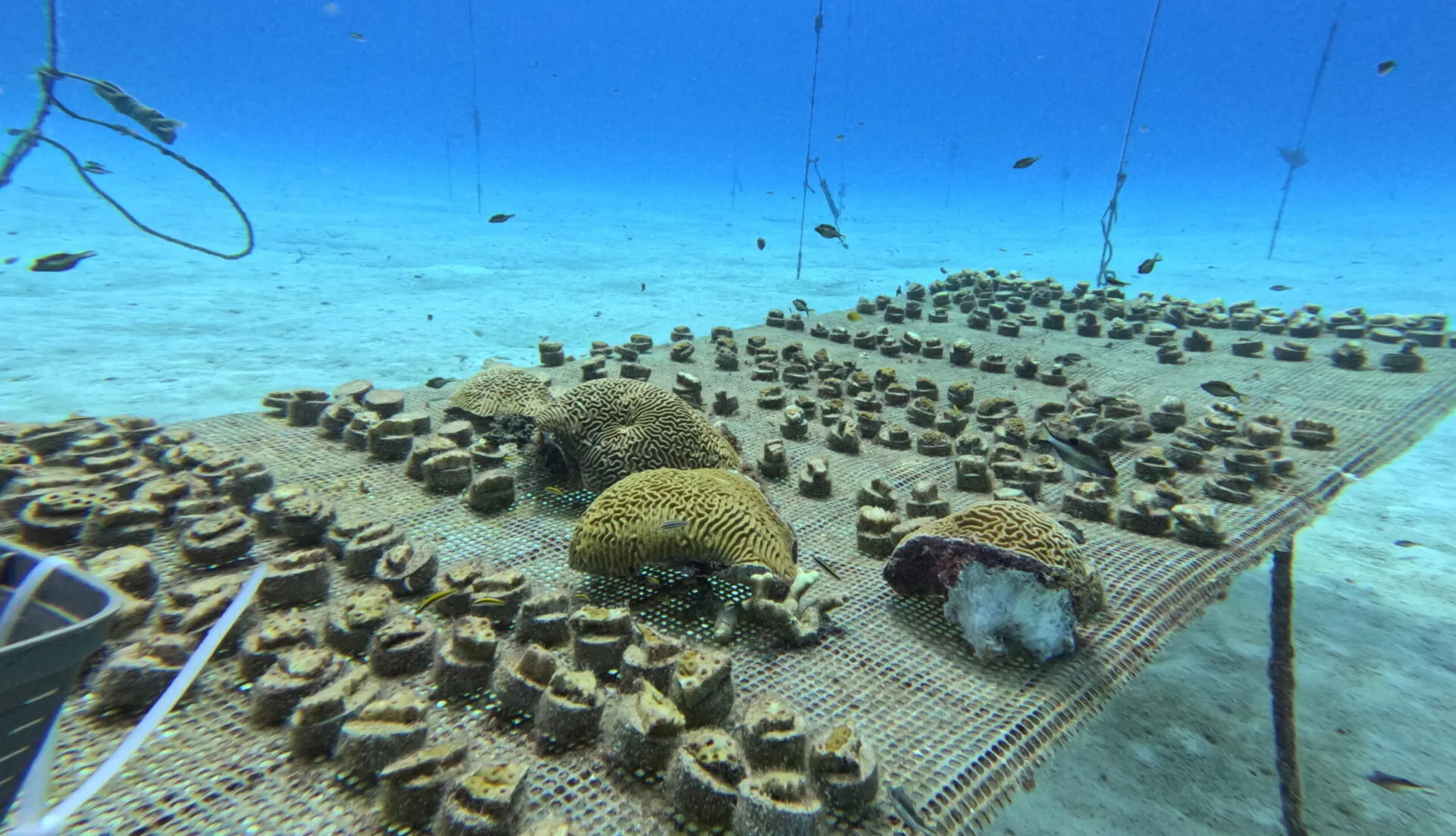 Coral conservation