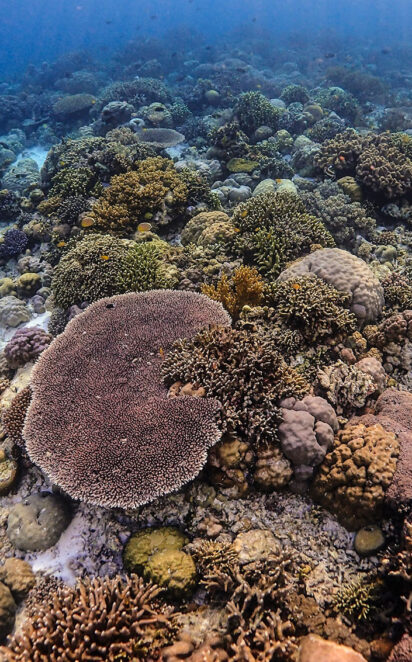 Indonesia-coral-reef-Unsplash-Benjamin-jones
