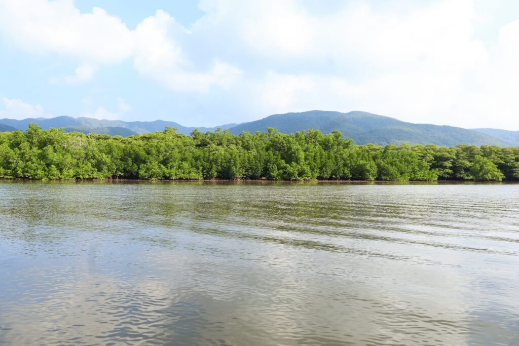 Mangrove forest, Iriomote