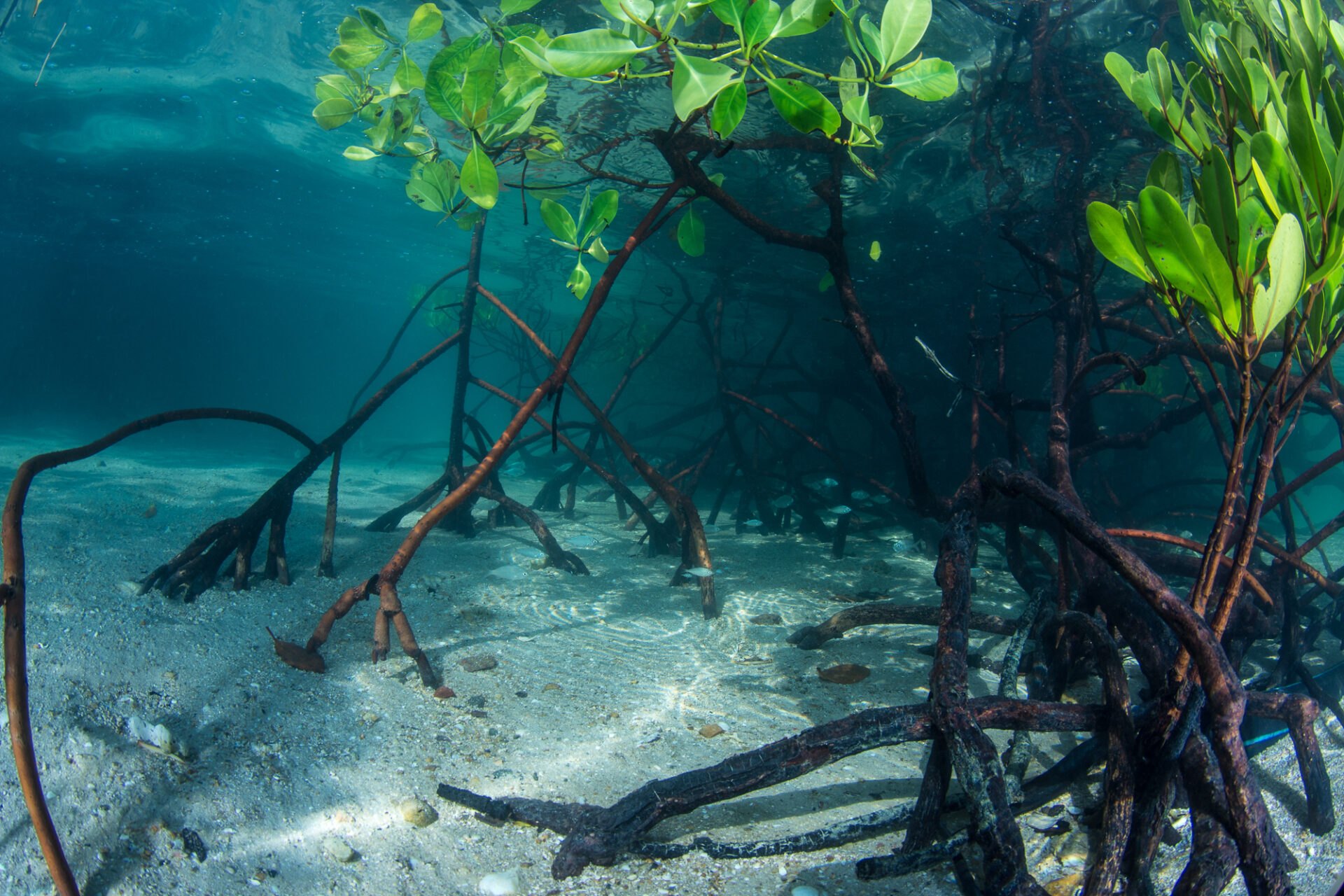 Mangroves Orpheus Island Australia Credit Matt Curnock Ocean Image Bank