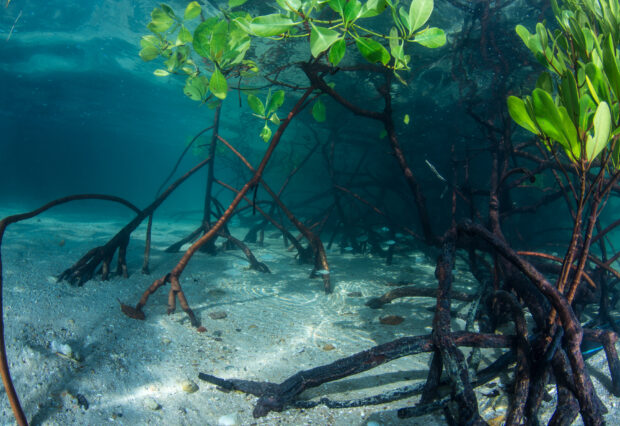 Mangroves Orpheus Island Australia Credit Matt Curnock Ocean Image Bank