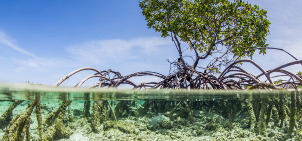 Over and under water photograph of a mangrove tree in clear tropical waters with blue sky in background near Staniel Cay, Exuma, Bahamas