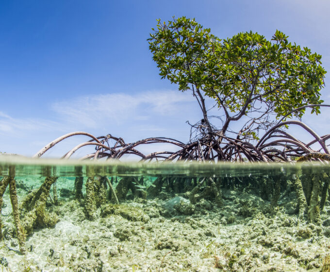 Over and under water photograph of a mangrove tree in clear tropical waters with blue sky in background near Staniel Cay, Exuma, Bahamas