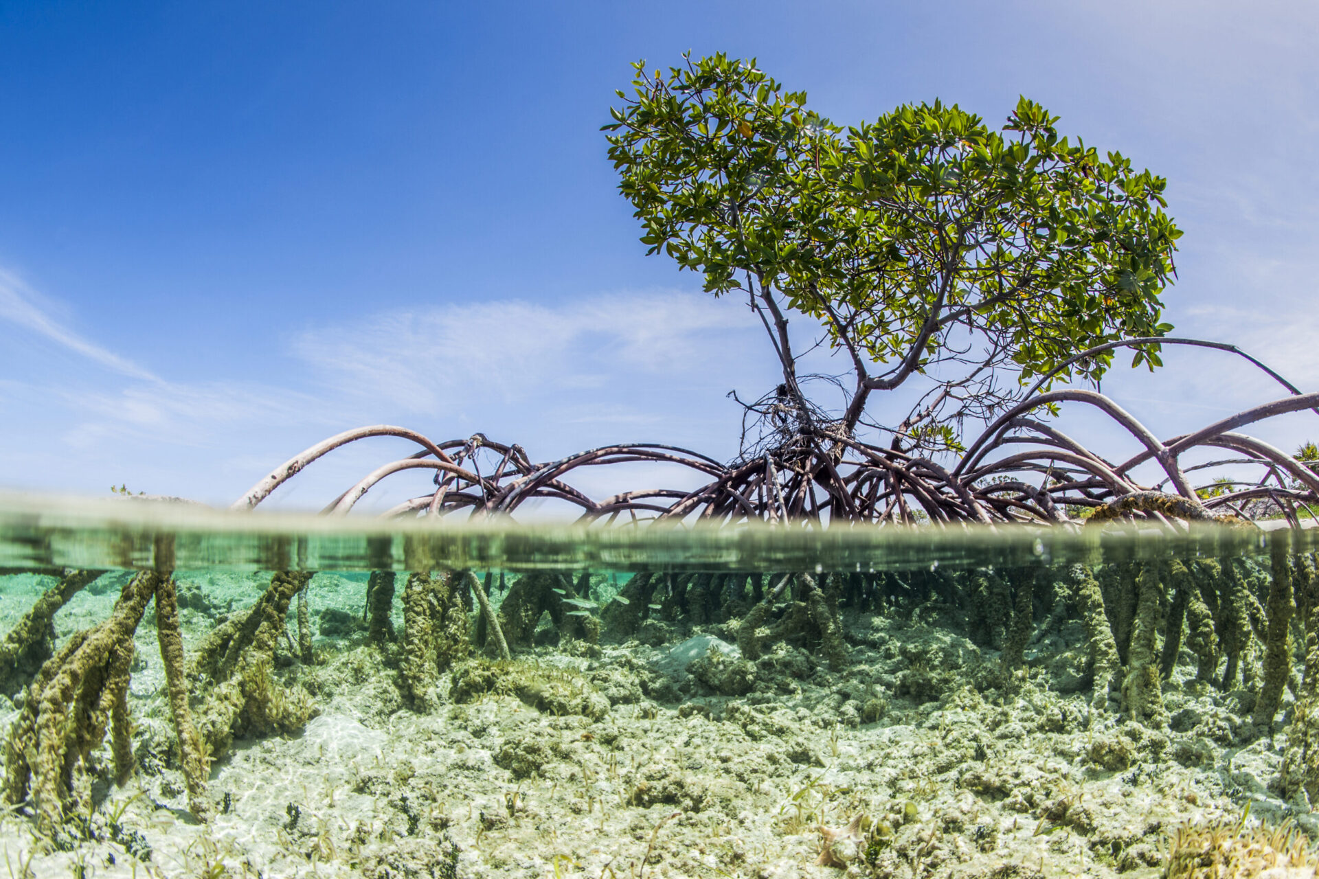 Over and under water photograph of a mangrove tree in clear tropical waters with blue sky in background near Staniel Cay, Exuma, Bahamas