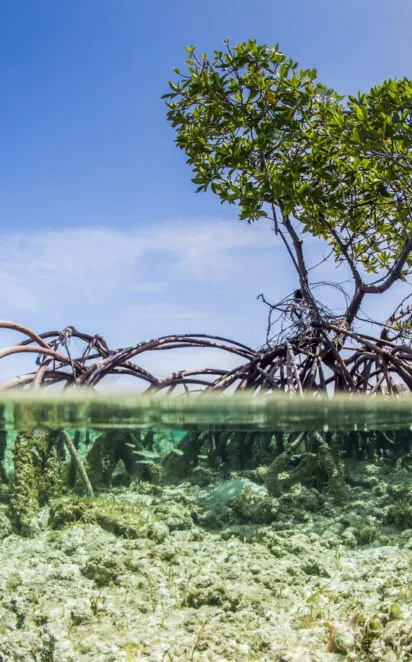 Over and under water photograph of a mangrove tree in clear tropical waters with blue sky in background near Staniel Cay, Exuma, Bahamas