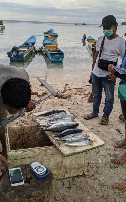 PT-Sahabat-Laut-Lestari—Fish-Port-Sampling-Data-Collection-in-Maluku-(2)