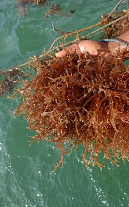 Seaweed