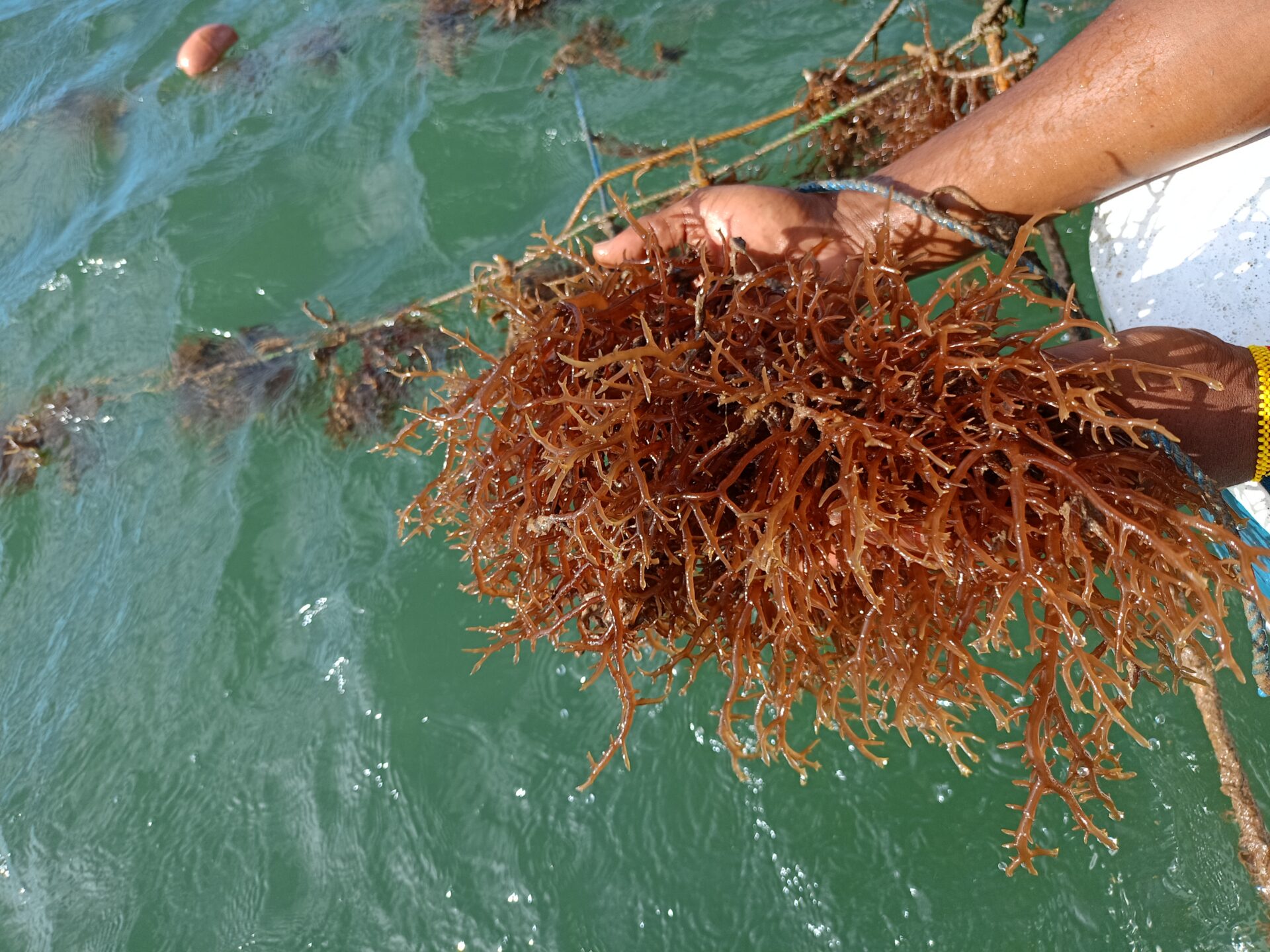 Seaweed farming