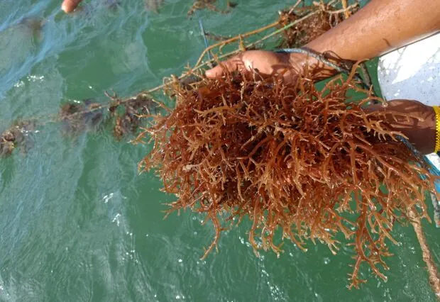 Seaweed farming