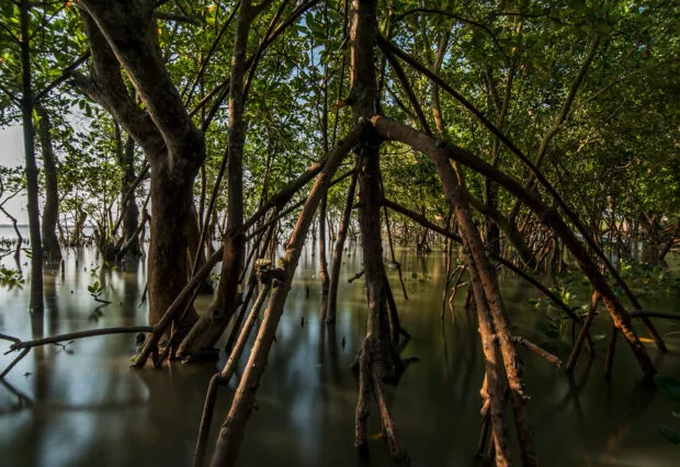 Still-roots-in-the-Sundarbans-Credit-Santanu-Majumdar-Ocean-Image-Bank-Reduced-size