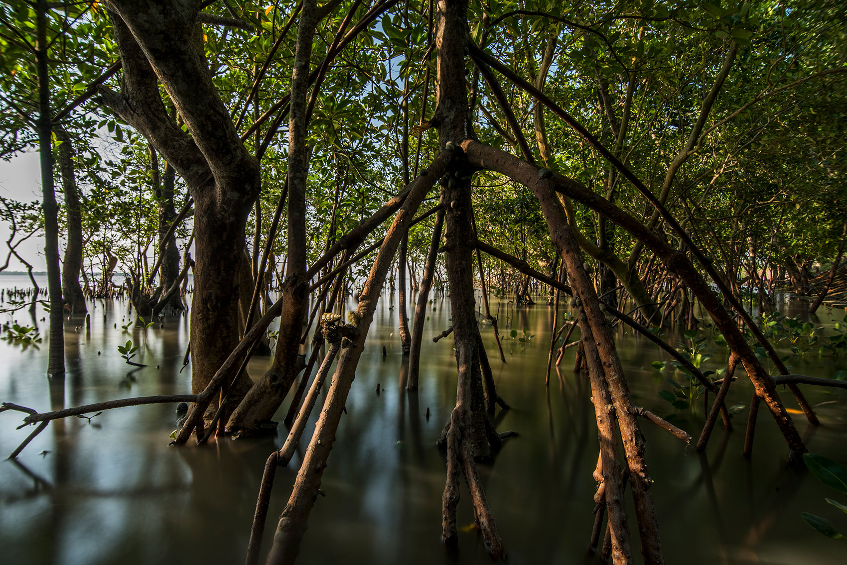 Still-roots-in-the-Sundarbans-Credit-Santanu-Majumdar-Ocean-Image-Bank-Reduced-size