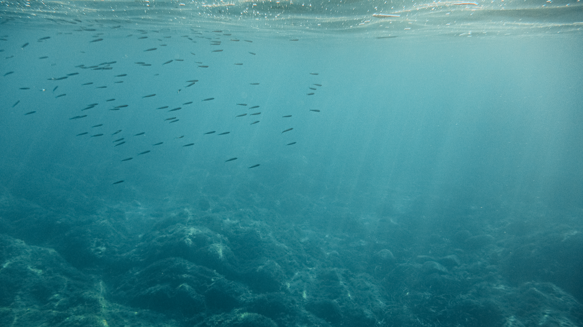 Vacancy for website (1)