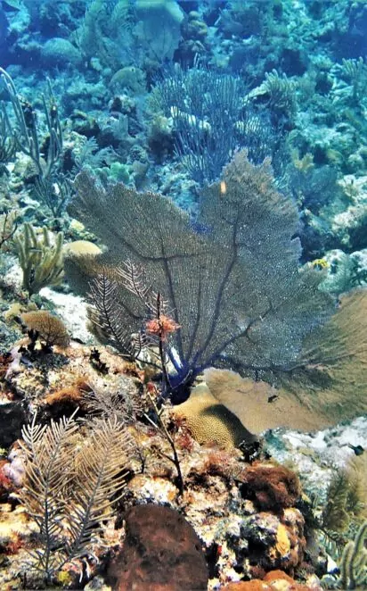 coral