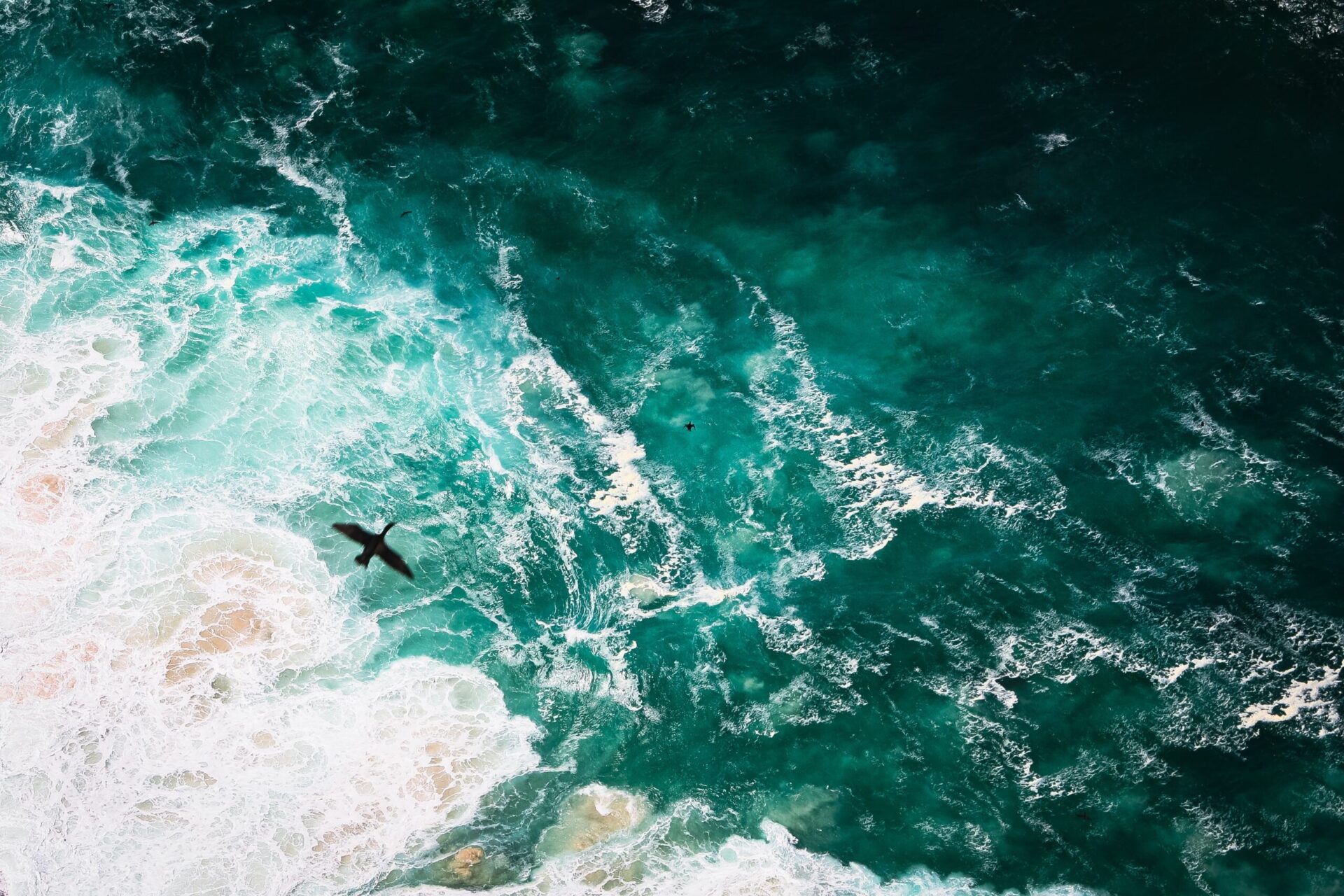 bird sea scape