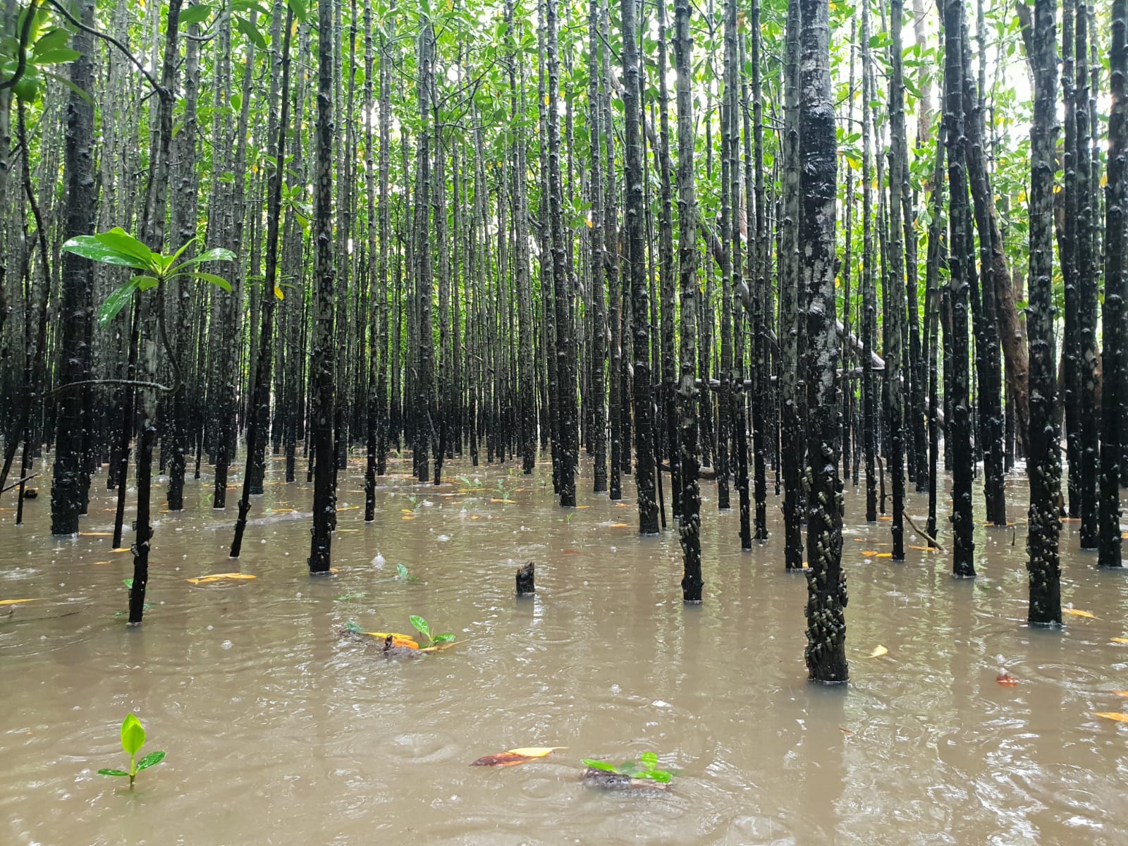 uthukela mangroves (ph. mary basson) (1)