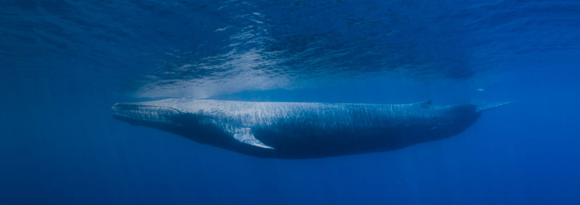 whale-ocean-conference-deutsche-bank